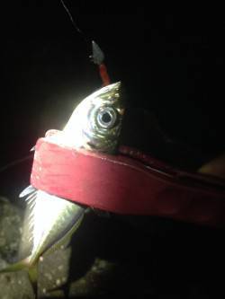 泉大津にてアジング釣行　1投目でヒットしま…