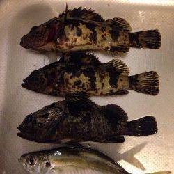 林崎漁港　テトラ帯でロッキング調査☆タケノコメバル・ソイ・アジが釣れました