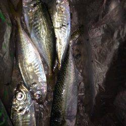 高砂埋立地　アジングでアジ・サバ　潮のゆるむ所でアタリありました