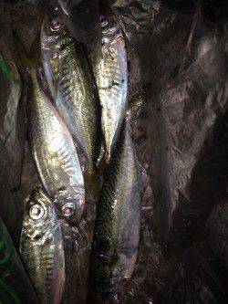 高砂埋立地　アジングでアジ・サバ　潮のゆるむ所でアタリありました