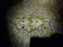 淡路島・松帆にてエギング　テンションフォールで今年最高の835g