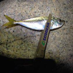 新浜漁港　シャローポイントのメバル調査は潮の流れ早く惨敗…