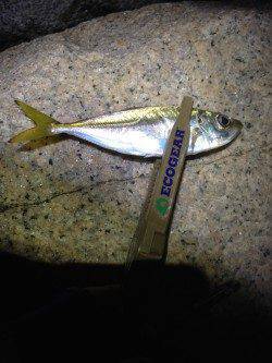 新浜漁港　シャローポイントのメバル調査は潮の流れ早く惨敗…