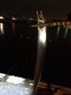 汐見埠頭にてタチウオ16匹　サンマのエサが食い込みよかったです♫