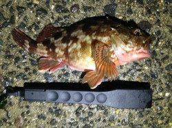 仮屋漁港でメバル・ガシラ・アジ・アオリイカ☆ライトソルトゲーム最高♪