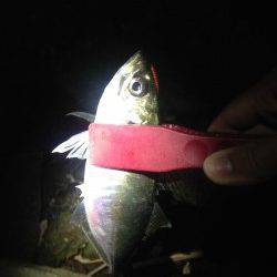 泉大津にて1時間だけアジング釣行　小アジから中アジの反応あり