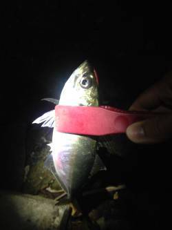 泉大津にて1時間だけアジング釣行　小アジか…