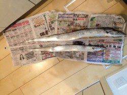 泉佐野　ウキ釣りでタチウオ、指5本級の良型に満足でした