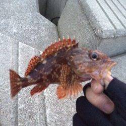 小島でメバリング　本命は釣れませんがガシラに癒されました