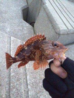 小島でメバリング　本命は釣れませんがガシラに癒されました