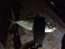 仮屋漁港でメバル・ガシラ・アジ・アオリイカ☆ライトソルトゲーム最高♪