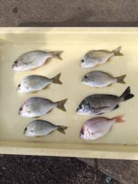 マリーナシティ海釣り公園 フカセ釣りでチヌの釣果