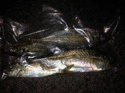 泉大津にて1時間だけアジング釣行　小アジから中アジの反応あり