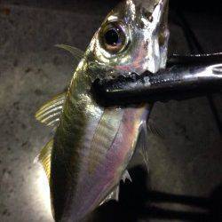 新浜漁港　雨中のアジングはフォールには反応せず