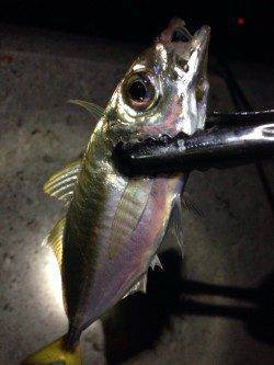 新浜漁港　雨中のアジングはフォールには反応せず