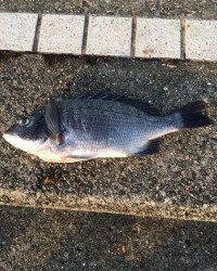 マリーナシティ海釣り公園 フカセ釣りでチヌの釣果