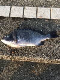 マリーナシティ海釣り公園　フカセ釣りでチヌ…