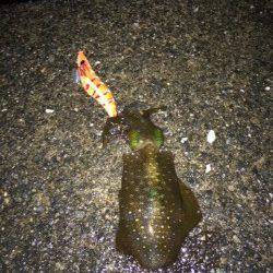 雨の中のエギング　上瀬にてリリースサイズのアオリイカ