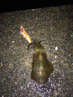 雨の中のエギング　上瀬にてリリースサイズのアオリイカ