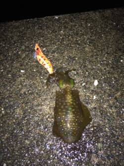 雨の中のエギング　上瀬にてリリースサイズの…