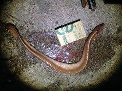 竹野新波止でブッコミ釣り　まさかのヌタウナギは美味しかったです！