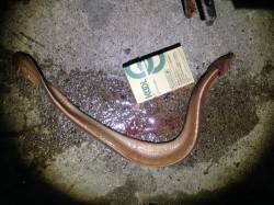 竹野新波止でブッコミ釣り　まさかのヌタウナ…