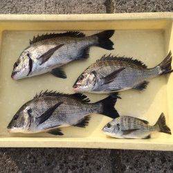 和歌山マリーナシティ海釣り公園 紀州釣りでナイスサイズのチヌ