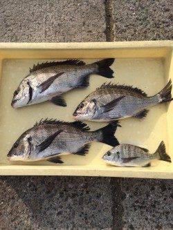 和歌山マリーナシティ海釣り公園 紀州釣りでナイスサイズのチヌ