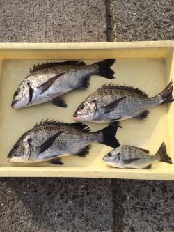 和歌山マリーナシティ海釣り公園　紀州釣りで…