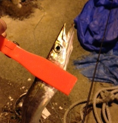 海南エリア　アジングでカマス・アジ　アジのお刺身は脂がのってました！