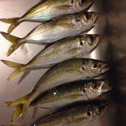 新浜漁港　雨中のアジングはフォールには反応せず