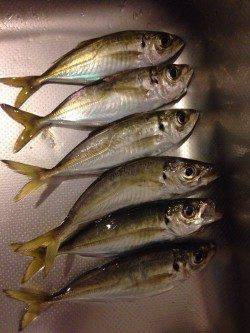 新浜漁港　雨中のアジングはフォールには反応せず