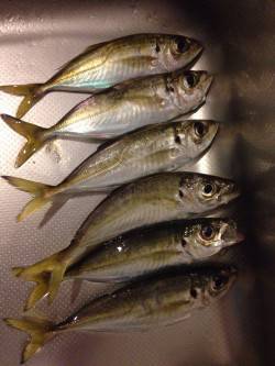 新浜漁港　雨中のアジングはフォールには反応…