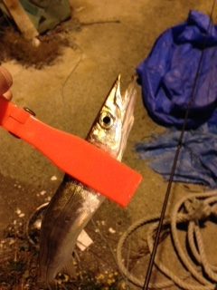 海南エリア　アジングでカマス・アジ　アジの…