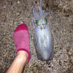 野原　ヤエンのアオリイカ狙いでキロ近くを2ハイ