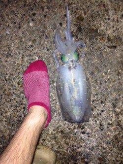 野原　ヤエンのアオリイカ狙いでキロ近くを2ハイ