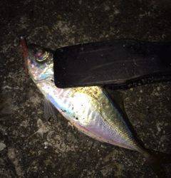 大阪南港アジング　ケイムラ系に好反応でした