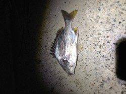 東二見　仕事帰りのロック調査釣行