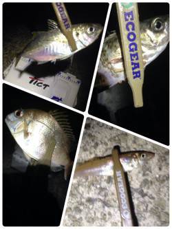 林崎漁港　アジング、ガシリングで五魚種達成…