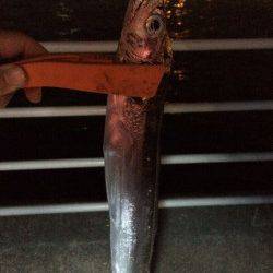 南港周辺に太刀魚狙い　帰り際になんとかボウズのがれ