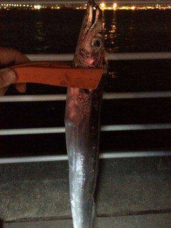 南港周辺に太刀魚狙い　帰り際になんとかボウズのがれ