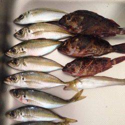 須磨　中サバの群れに苦戦もアジングでアジの引き堪能