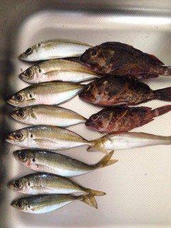 須磨　中サバの群れに苦戦もアジングでアジの引き堪能