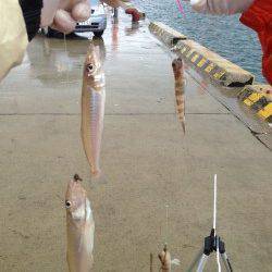 都志港にて投げ釣り　二人で10匹のキス、サイズはよいですが反応渋く…