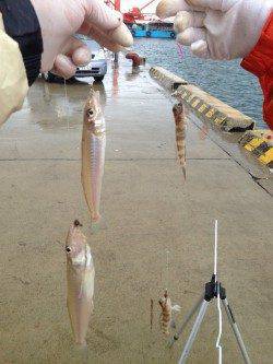 都志港にて投げ釣り　二人で10匹のキス、サイズはよいですが反応渋く…