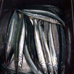 香住東港　のべ竿でサヨリ釣りを楽しみました