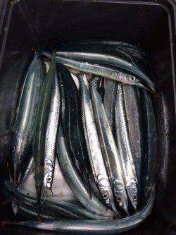 香住東港　のべ竿でサヨリ釣りを楽しみました