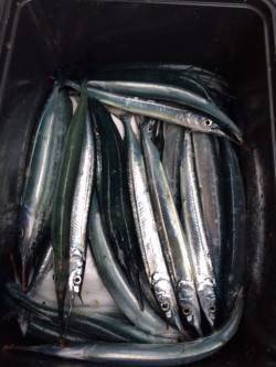 香住東港　のべ竿でサヨリ釣りを楽しみました…