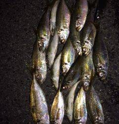 舞洲アジング　雨の中19匹、ジャンボもまじり楽しい釣行