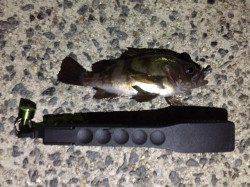 仮屋漁港へメバリング　表層で小メバルとアジ高活性で１キャスト１バイト！